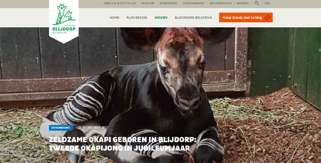 Okapi geboren in Diergaarde Blijdorp