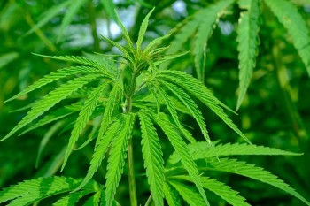 Hennep en cannabis: waarom het verschil groter is dan je denkt