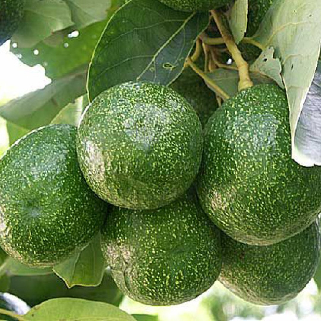Avocado Rwanda Avocado's uit Rwanda voor het eerst per schip duurzaam in Rotterdam ...