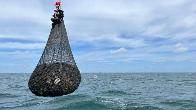 Kabelbescherming moet kraamkamer voor Oesters op Noordzee worden