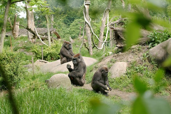 Aantal grote zoogdieren Blijdorp hebben voor het eerst corona