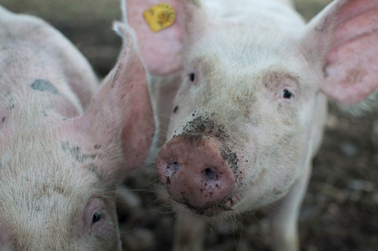 Maatregelen industrie en veehouderij om temperatuurstijging tegen te gaan