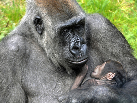  Moeder Tamani met gorillababy Thabo. Foto: Diergaarde Blijdorp/Rob Doolaard.