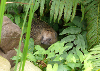 Egel. Foto: Ronald van Jeveren
