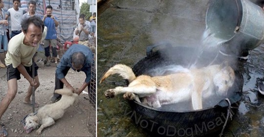 Ondertussen in Yilin, China: Het Hondenvlees Festival